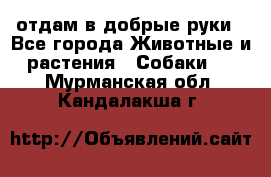 отдам в добрые руки - Все города Животные и растения » Собаки   . Мурманская обл.,Кандалакша г.